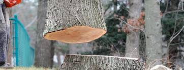 How Our Tree Care Process Works  in  South Pekin, IL