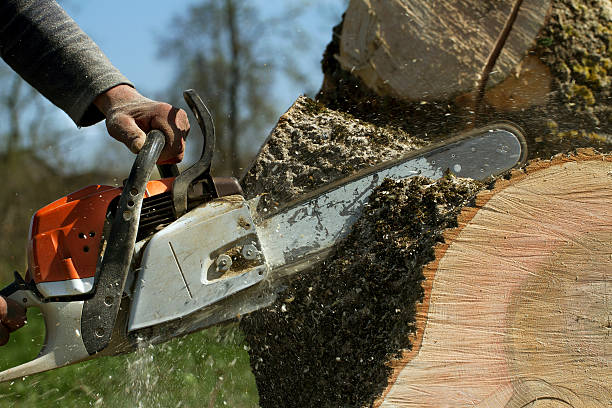 Professional Tree Services in South Pekin, IL